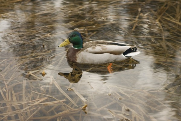 picture